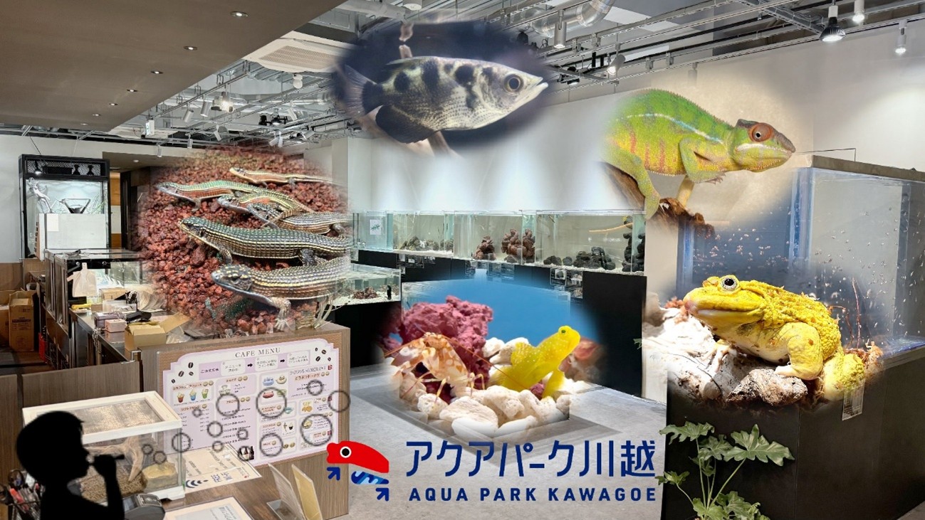 海のない埼玉で“黒潮の海”と出会える。アクアパーク川越グランドオープン！